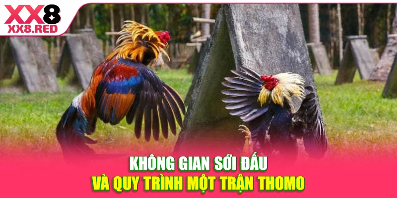 Không gian sới đấu và quy trình một trận Thomo